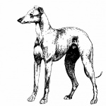 Vintage Dog Art Illustration