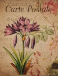 Vintage Floral Amaryllis Postcard