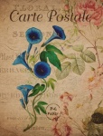 Vintage Floral Bindweed Postcard