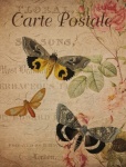 Vintage Floral Moths Postcard