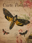Vintage Floral Moths Postcard