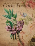 Vintage Floral Tropical Postcard