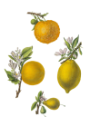 Vintage Fruit Lemon Orange