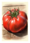 Vintage Garden Tomato Vegetable