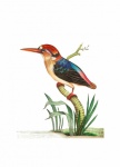 Vintage Illustration Kingfisher Bird