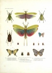 Vintage Illustration Insect Beetle