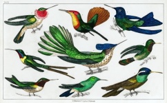 Vintage Illustration Hummingbird Birds