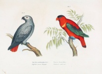 Vintage Illustration Parrot Bird