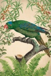 Vintage Illustration Parrot Bird