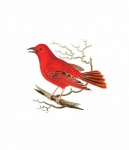 Vintage Illustration Red Bird