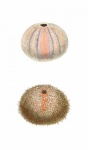 Vintage Illustration Sea Urchin