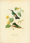 Vintage Illustration Bird Hummingbird