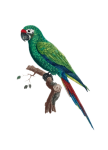 Vintage Illustration Bird Parrot