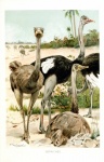 Vintage Illustration Ostrich