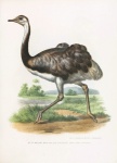 Vintage Illustration Ostrich