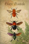 Vintage Art Bees Bumblebee