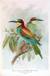 Vintage Art Bee-Eater Birds