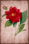 Vintage Art Flower Illustration