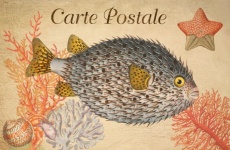 Vintage Art Fish Coral