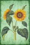 Vintage Art Illustration Flowers