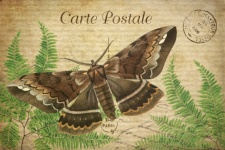 Vintage Art Card Butterfly