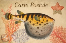 Vintage Art Puffer Fish