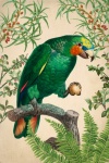 Vintage Art Parrot Bird