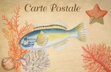 Vintage Art Postcard Fish