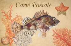 Vintage Art Postcard Fish