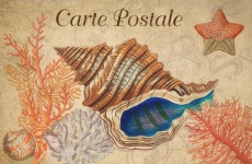 Vintage Art Postcard Seashell