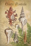 Vintage Art Postcard Shells