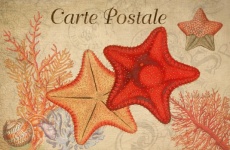 Vintage Art Postcard Starfish