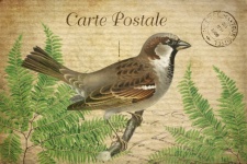 Vintage Art Sparrow Bird