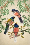 Vintage Art Tropical Birds