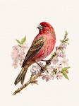 Vintage Art Bird Cherry Blossom