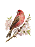 Vintage Art Bird Cherry Blossom