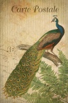 Vintage Art Bird Peacock
