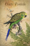 Vintage Art Bird Budgerigar