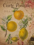Vintage Lemon Fruits Postcard
