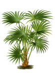 Vintage Palm Botanical Art