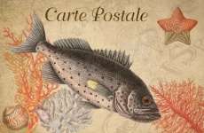 Vintage Postcard Fish Coral
