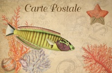 Vintage Postcard Fish Coral