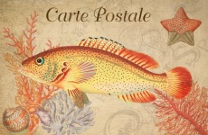 Vintage Postcard Tropical Fish