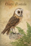 Vintage Postcard Bird Owl
