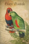 Vintage Postcard Bird Parrot
