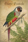 Vintage Postcard Bird Parrot