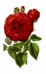 Vintage Red Roses Art