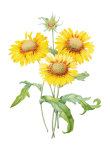 Vintage Sunflower Plant