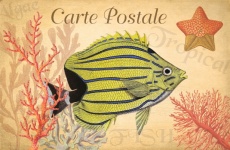 Vintage Tropical Fish Postcard