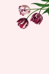 Vintage Tulip Flowers Background